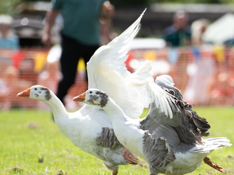 Even the birds attended Tring Carnival!