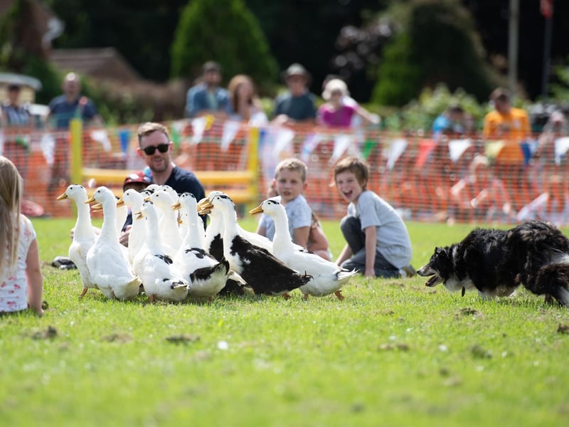 Bob Hogg's Sheep Dog Display in the main ring