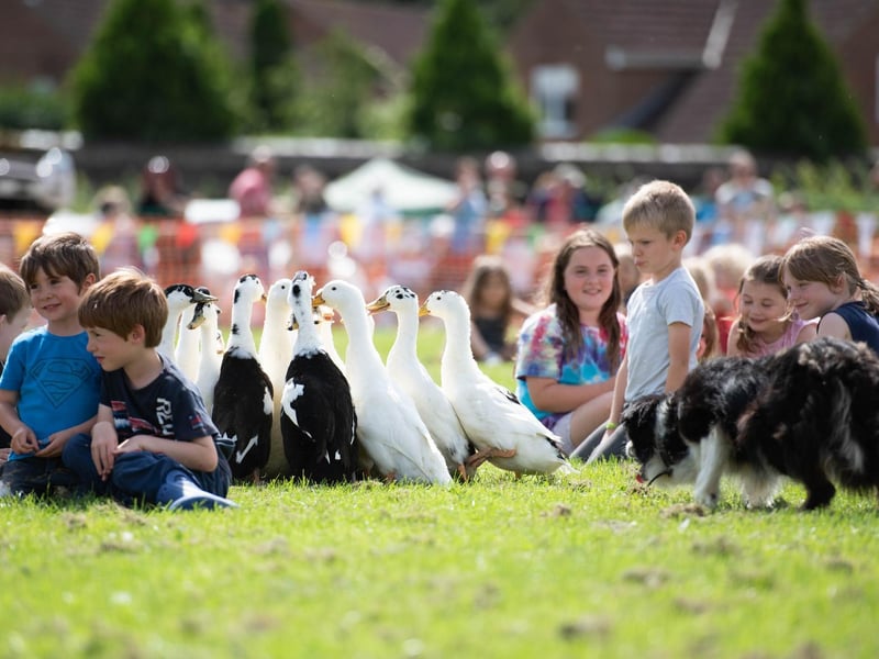 Bob Hogg's Sheep Dog Display in the main ring