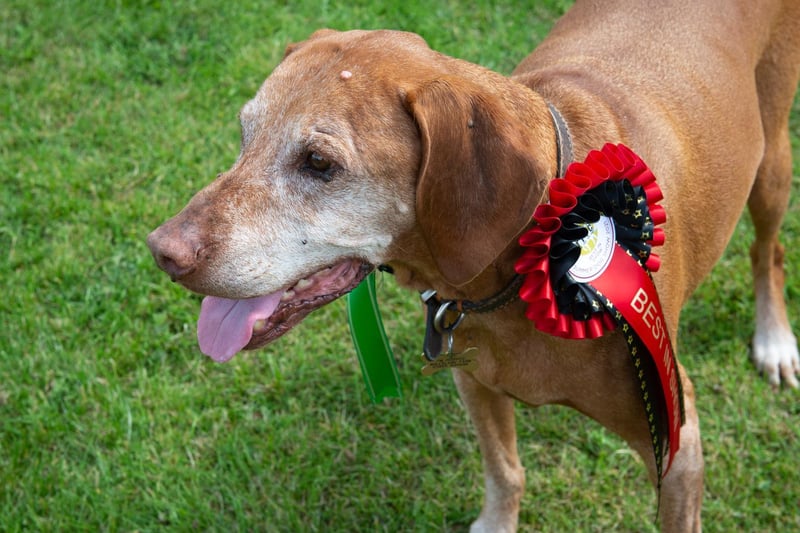 The Best in Show dog was Frank, a Hungarian Vizsla