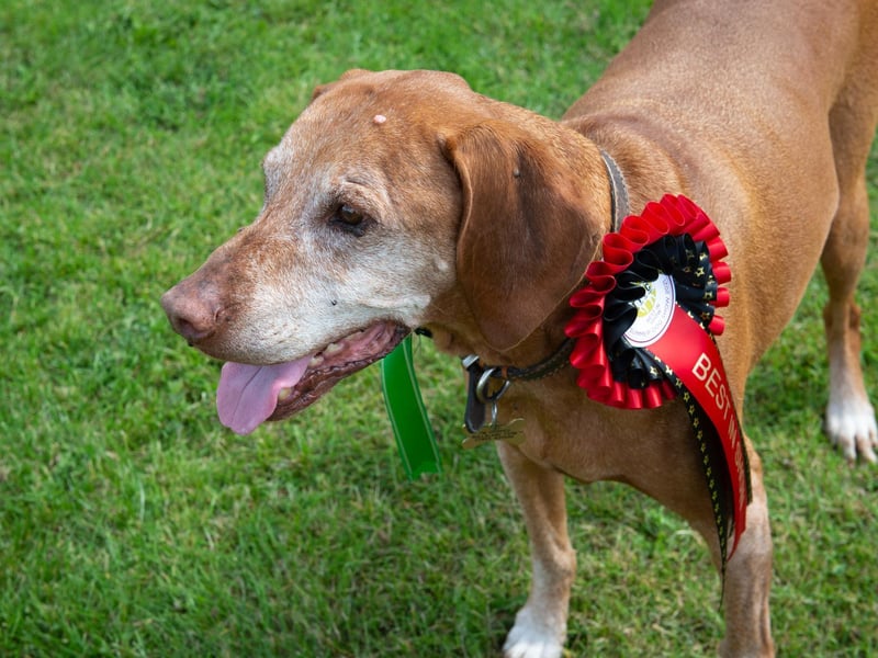 The Best in Show dog was Frank, a Hungarian Vizsla