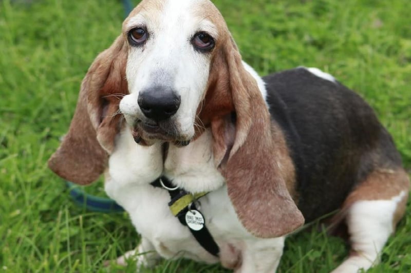 Roxy a 10-year-old Bassett Hound and her best pal Daffodil, a six-year-old Bassett cross, are the most adorable pair of pooches looking for their forever home together.