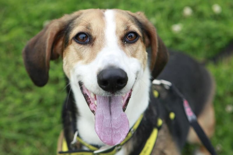 Daffodil, a six-year-old Bassett cross and her best pal Roxy, a 10-year-old Bassett Hound are the most adorable pair of pooches looking for their forever home together.