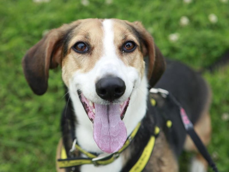 Daffodil, a six-year-old Bassett cross and her best pal Roxy, a 10-year-old Bassett Hound are the most adorable pair of pooches looking for their forever home together.