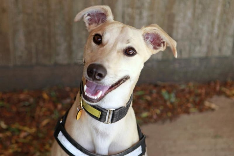 Dom is a young Lurcher who is full of beans. Active both physically and mentally, he's a fun and clever boy