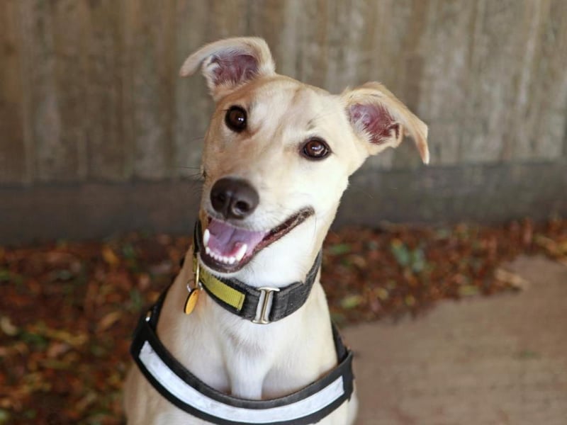 Dom is a young Lurcher who is full of beans. Active both physically and mentally, he's a fun and clever boy