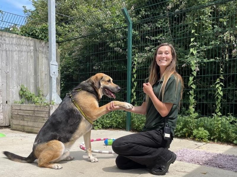 Buster is a six-year-old German Shepherd cross Fox Hound who would love to continue his journey with his brother Max.