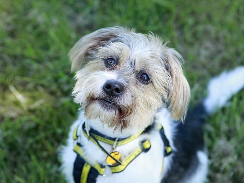 Charlie is a small, friendly, seven-year-old Terrier cross with a huge personality. He's a playful boy and great fun to be around