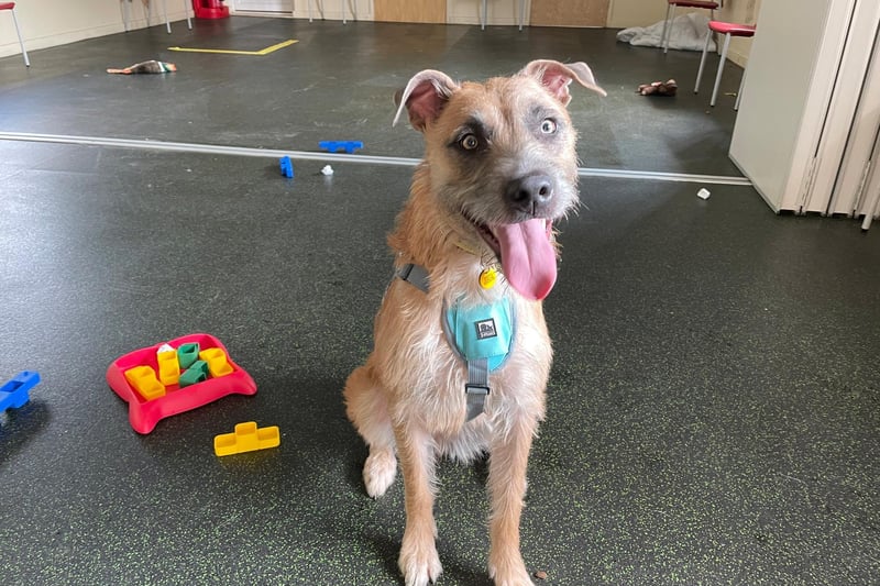 Tula is a bright, young Lurcher with a highly-active nature. She enjoys most things that can be used as an outlet to express her energy or keep her busy brain stimulated