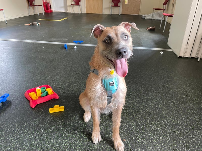 Tula is a bright, young Lurcher with a highly-active nature. She enjoys most things that can be used as an outlet to express her energy or keep her busy brain stimulated
