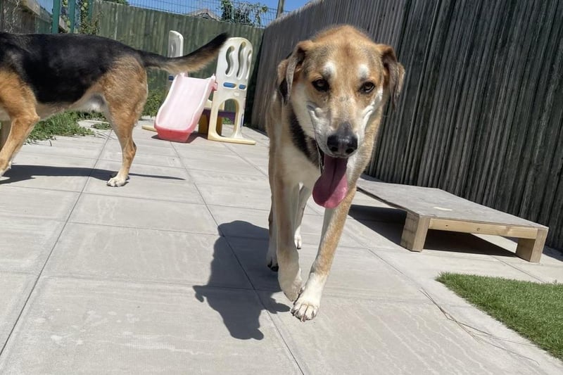 Max is a six-year-old German Shepherd cross Fox Hound, who would love to continue his journey with his brother Buster.
