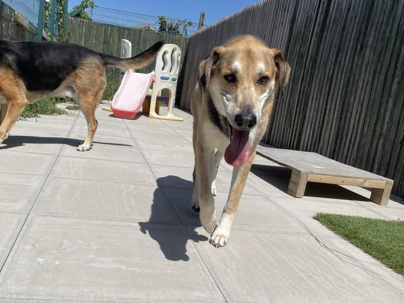 Max is a six-year-old German Shepherd cross Fox Hound, who would love to continue his journey with his brother Buster.