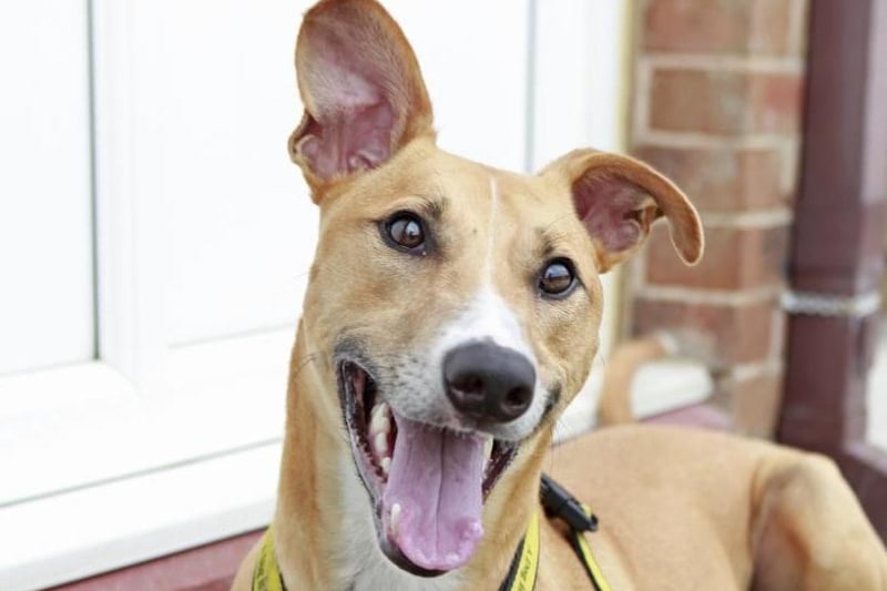 Biggles is an energetic two-year-old Lurcher with tonnes of character.