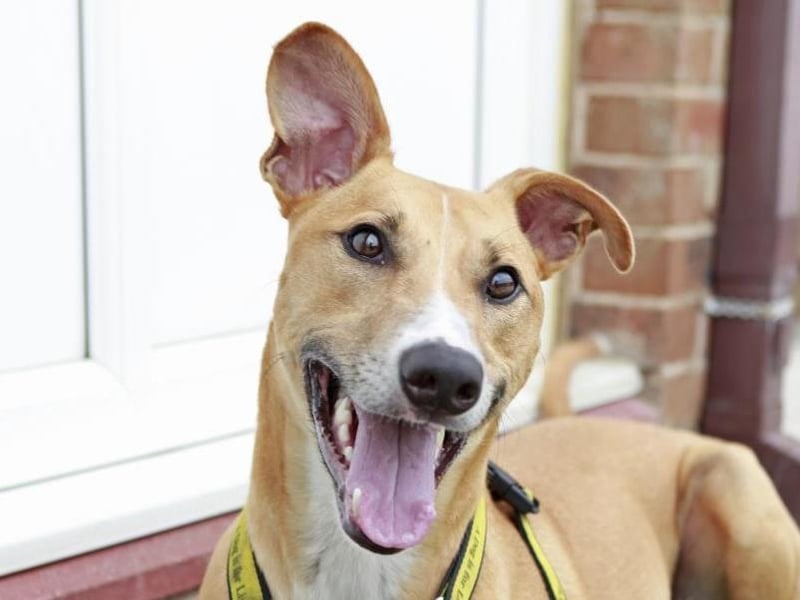 Biggles is an energetic two-year-old Lurcher with tonnes of character.