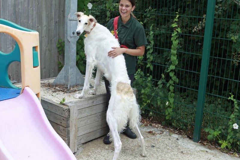 Zara is a young Borzoi with a sweet but sensitive nature