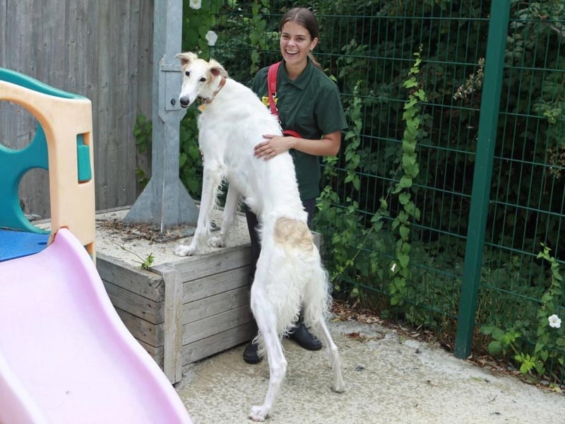 Zara is a young Borzoi with a sweet but sensitive nature