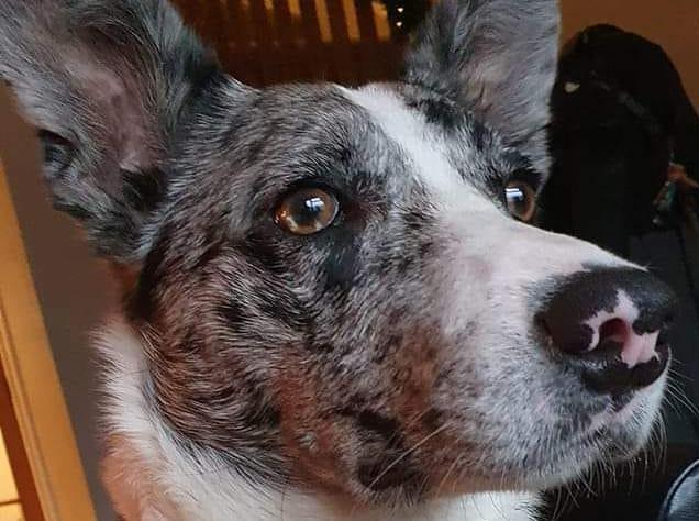 The Border Collie was the third most popular answer. Photo: Tara Danielle Hobbs