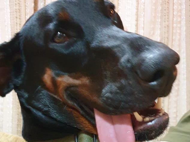 Coming in at eighth place is the Dobermann. Pictured here is Astra. Her owner, Lisa, said: "We have a Dobermann. Truly amazing and would never have another breed. Astra is totally deaf but is so focused and loyal that we can walk her for miles off lead. She loves everyone. Total Doberdork, clumsy and trips over her own feet and has no sense of personal space, 37kg but thinks she's a lap dog." Photo: Lisa Jane Kelcher