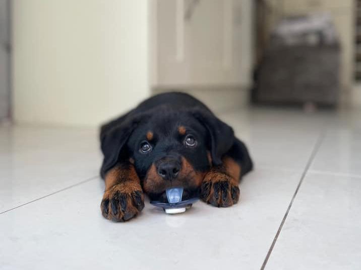 Find out below what Northamptonshire's favourite dog breeds are, according to our readers!