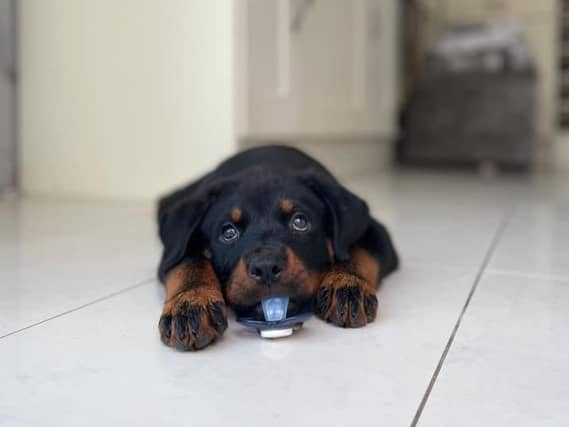 Find out below what Northamptonshire's favourite dog breeds are, according to our readers!