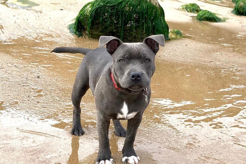 The Staffordshire Bull Terrier proved to be the most popular answer by miles! They have been described as "loyal, funny and gorgeous dogs to have." Pictured here, is six-month-old Wilson. Photo: Zoe Furniss