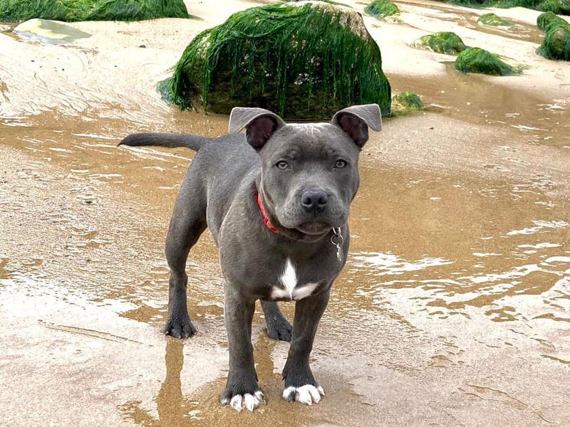 The Staffordshire Bull Terrier proved to be the most popular answer by miles! They have been described as "loyal, funny and gorgeous dogs to have." Pictured here, is six-month-old Wilson. Photo: Zoe Furniss