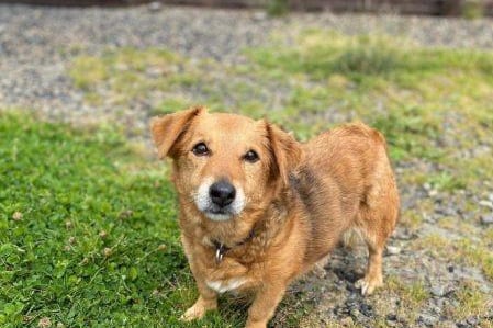 The second most popular answer given to us by readers is that they did not care what the breed of the dog is as long as they are a rescue dog. Pictured here, is eight-year-old Fudge, who just wants a quiet life and an owner to love. She needs an adult-only home and is one of the many dogs that can be adopted from Animals In Need Northamptonshire. If you are interested in adopting, call them on 01933 278080 or email admin@animals-in-need.org.