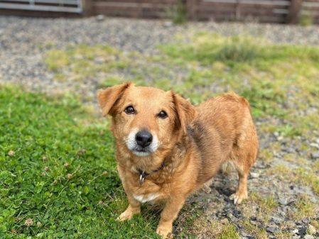 The second most popular answer given to us by readers is that they did not care what the breed of the dog is as long as they are a rescue dog. Pictured here, is eight-year-old Fudge, who just wants a quiet life and an owner to love. She needs an adult-only home and is one of the many dogs that can be adopted from Animals In Need Northamptonshire. If you are interested in adopting, call them on 01933 278080 or email admin@animals-in-need.org.