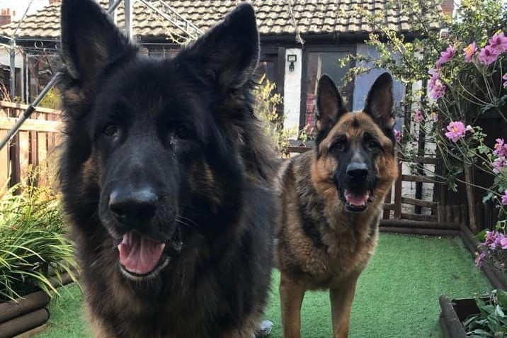 German Shepherds came in at the second most loved breed. They were described by readers as "loyal", "intelligent" and "just a beautiful breed." Photo: Sian Jessica Whitcombe