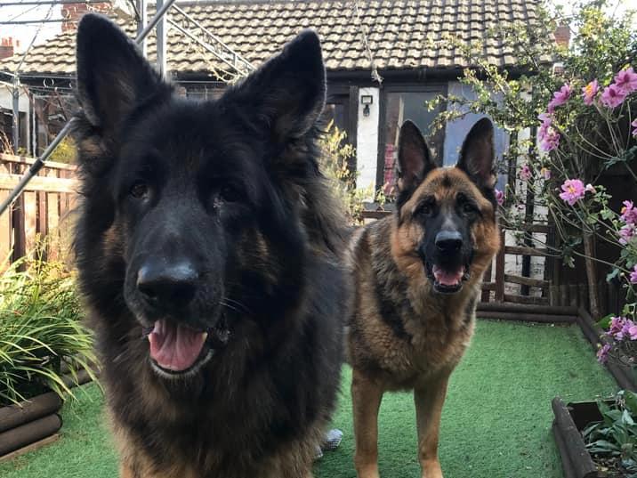 German Shepherds came in at the second most loved breed. They were described by readers as "loyal", "intelligent" and "just a beautiful breed." Photo: Sian Jessica Whitcombe