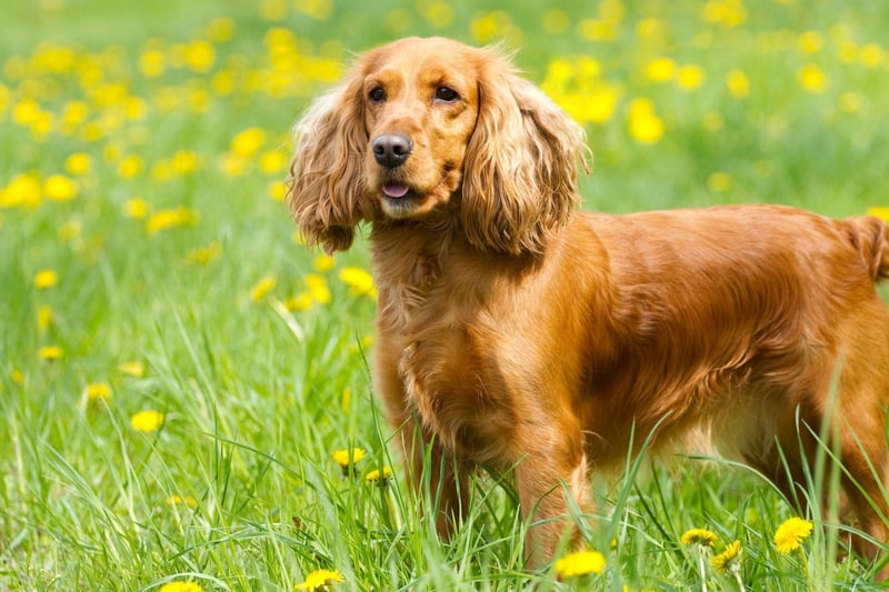 The third most popular dog in Britain is the Cocker Spaniel - which can actually be one of two distinct breeds, the American Cocker Spaniel or the English Cocker Spaniel