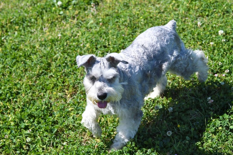 In at number nine is the Miniature Schnauzer, which originated in Germany in the middle of the 19th century and had 4,778 new registrations on 2020