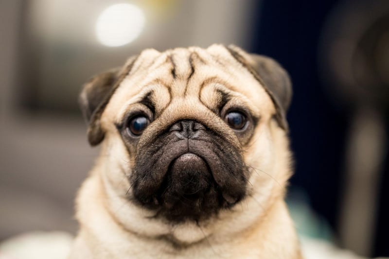 It would seem that Pugs aren't as fashionable as they once were. They now rank 10th after a steep decline in registrations - with just 6,000 this year compared to over 11,000 as recently as 2017