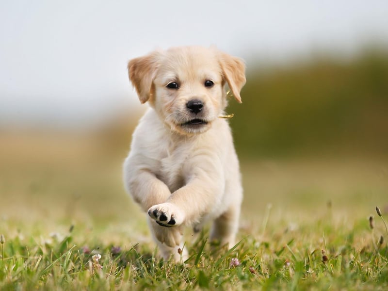 The new top dog is the Labrador Retriever, which has seen its popularity increase by 13 per cent over lockdown