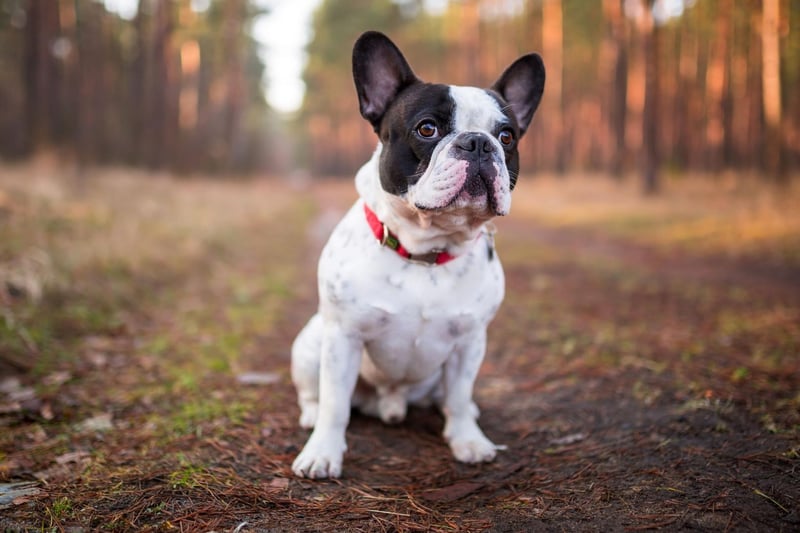 After taking the title of most popular dog in 2019, the French Bulldog drops to second place after a slight decrease in registrations