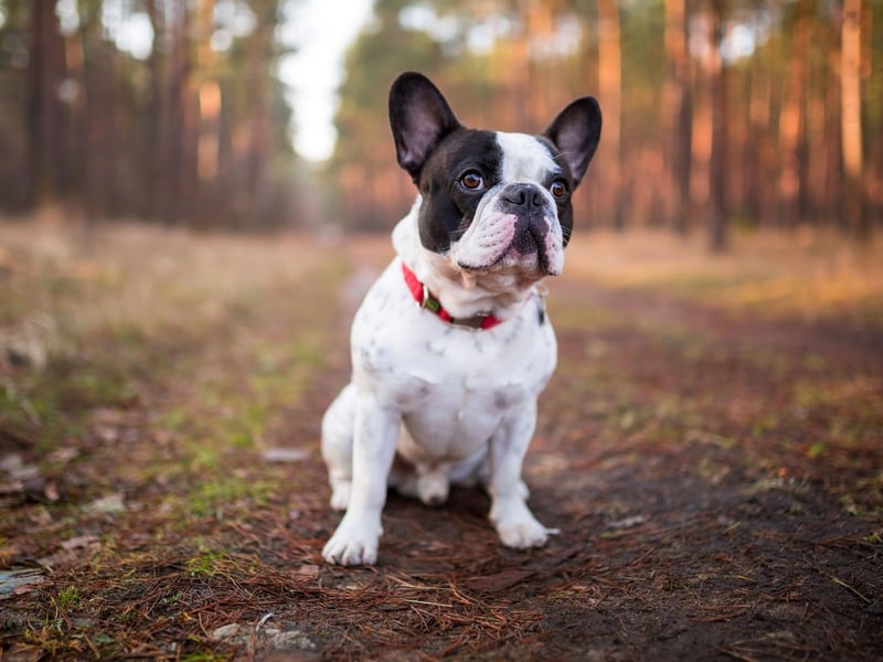 After taking the title of most popular dog in 2019, the French Bulldog drops to second place after a slight decrease in registrations