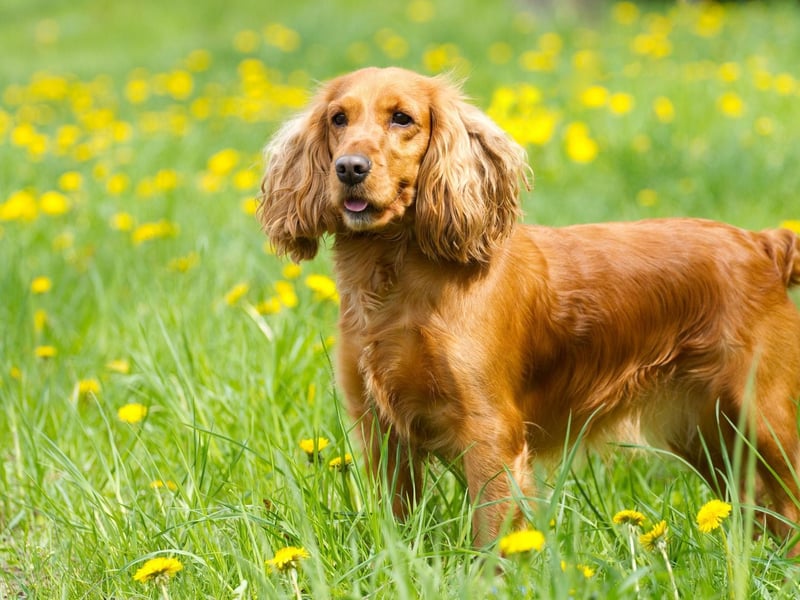 The third most popular dog in Britain is the Cocker Spaniel - which can actually be one of two distinct breeds, the American Cocker Spaniel or the English Cocker Spaniel