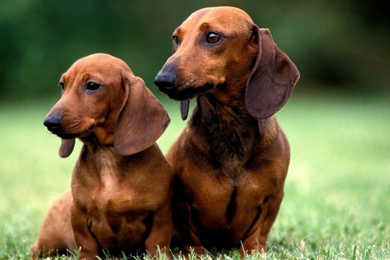 Breaking into the top four is the Miniature Smooth Haired Dachshund, which has enjoyed a 24 per cent rise in registration numbers in just a single year
