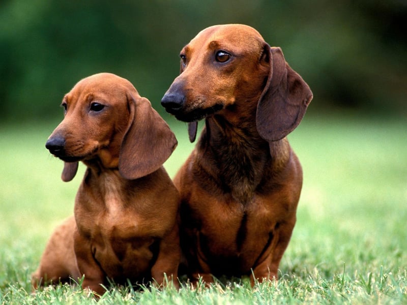 Breaking into the top four is the Miniature Smooth Haired Dachshund, which has enjoyed a 24 per cent rise in registration numbers in just a single year