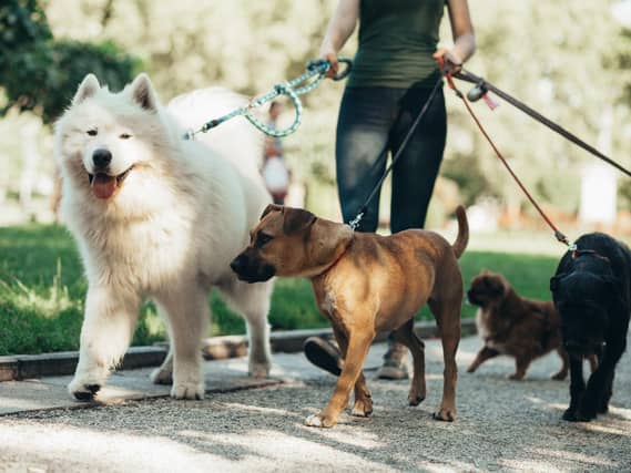 These are the most popular dogs breeds according to the Kennel Club