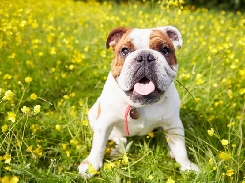 The fifth most popular dog is the Bulldog, with over 11,000 registered last year, an increase of 17 per cent on 2019