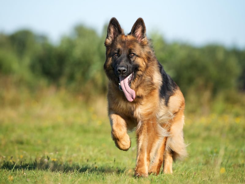 German Shepherd registrations have also slowly been declining - there were 7,000 registrations in 2020 putting them in at sixth place, compared to nearly 10,000 registrations in 2011