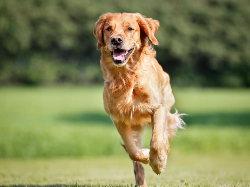 Coming in at seventh is the always-popular Golden Retriever - a dog that was bred to retrieve shot wildfowl for hunters