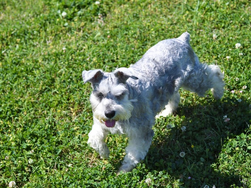 In at number nine is the Miniature Schnauzer, which originated in Germany in the middle of the 19th century and had 4,778 new registrations on 2020