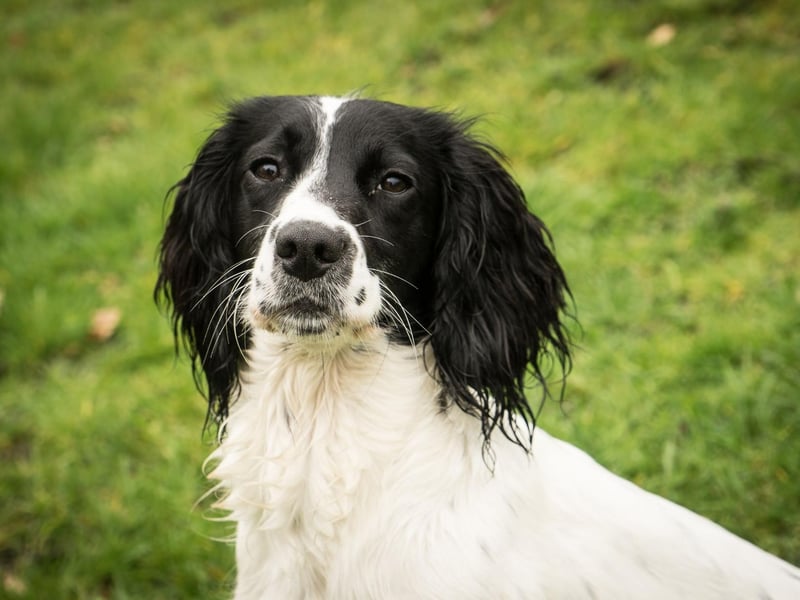 Springer Spaniels are still a common choice for dog owners, coming in at eighth, but registrations are down by 30 per cent compared to a decade ago