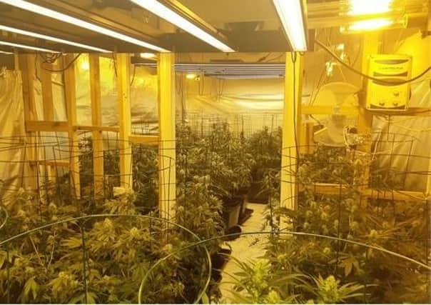 The cannabis factory discovered by police.