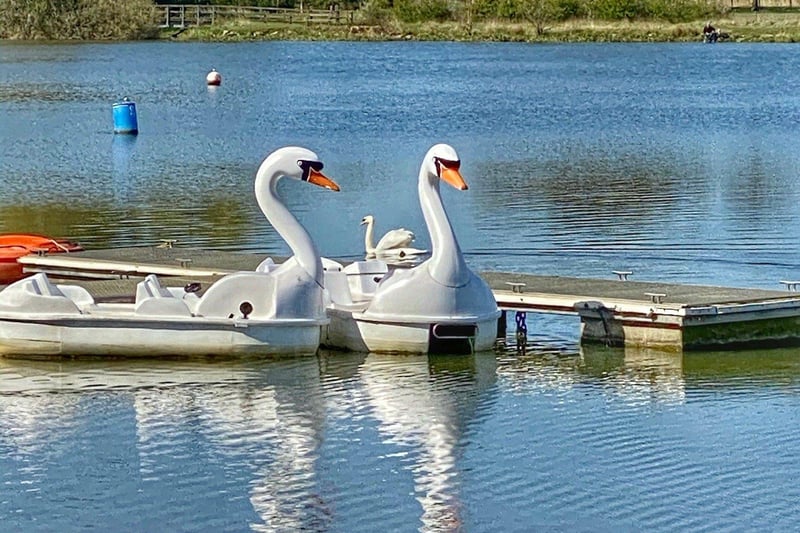 A real swan between two artificial ones taken by Toby Wood at Ferry Meadows.