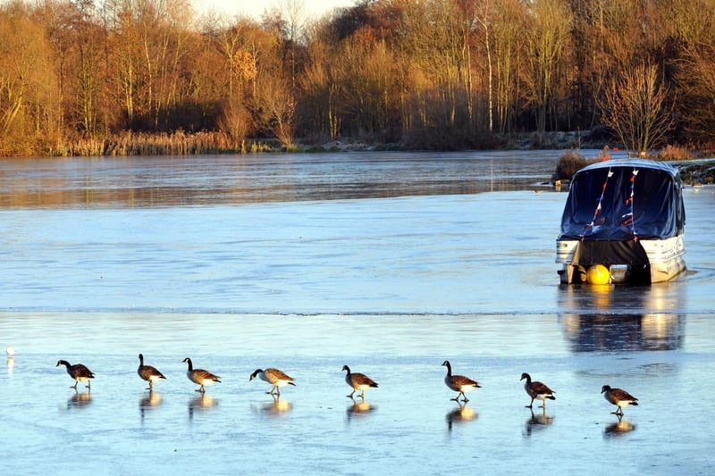 Geese make their way in single file across the ice at Ferry Meadows during a cold spell.