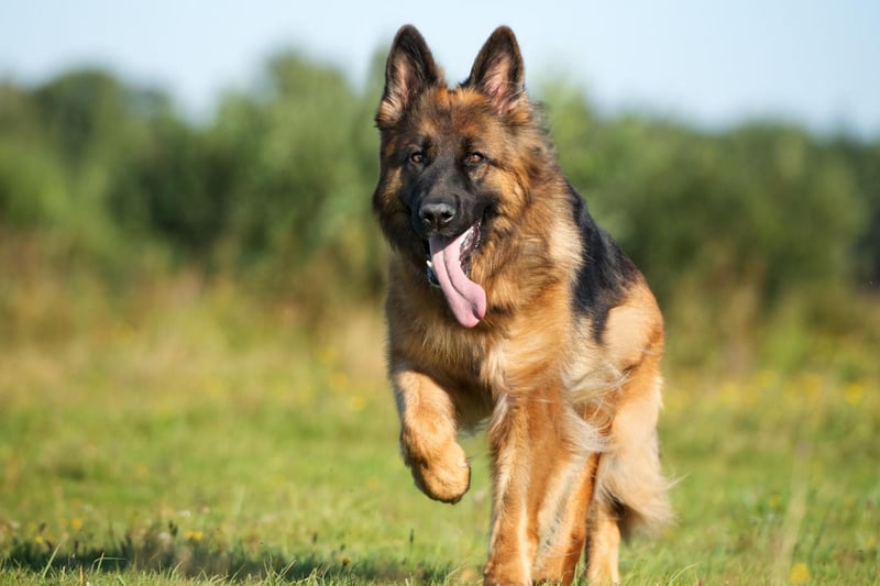 German Shepherd registrations have also slowly been declining - there were 7,000 registrations in 2020 putting them in at sixth place, compared to nearly 10,000 registrations in 2011