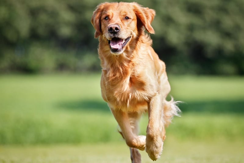 Coming in at seventh is the always-popular Golden Retriever - a dog that was bred to retrieve shot wildfowl for hunters